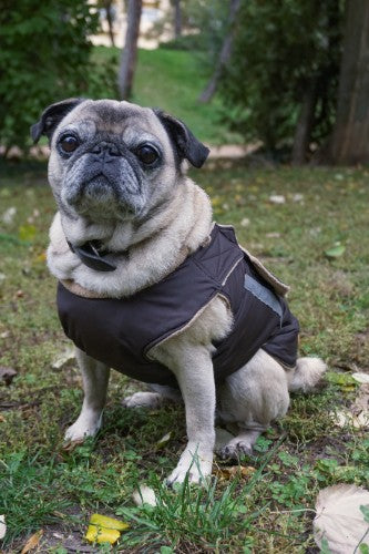 Pug dog winter clothes hotsell