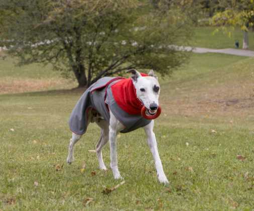 GREYHOUND SOFTSHELL DOG COAT + NECK WARMER / MADE TO ORDER