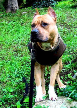 Staffordshire Bull Terrier Harness, Carriers, Coats, Raincoats