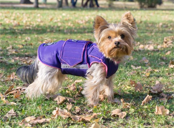 Ready-made Yorkie newest Extra Warm Winter Coat - Yorkie Jacket - Waterproof outer with insulation and fleece lining