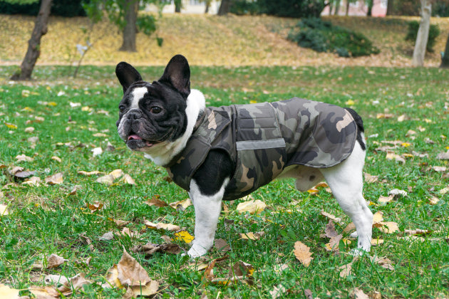 French bulldog winter coat hotsell