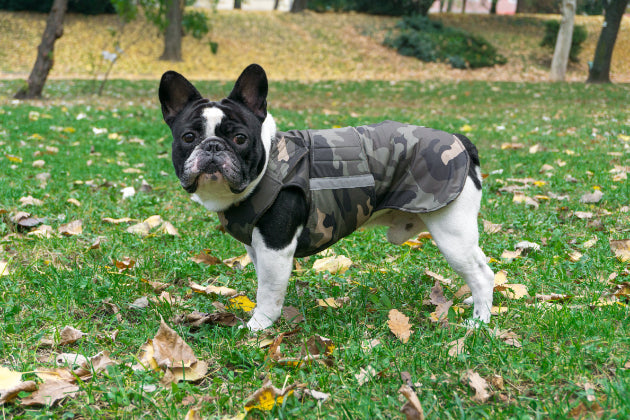 FRENCH BULLDOG WINTER COAT READY MADE